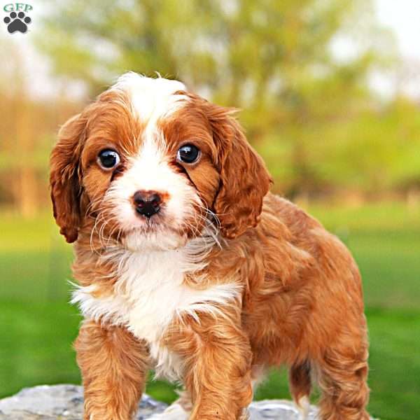 Cowan, Cavapoo Puppy